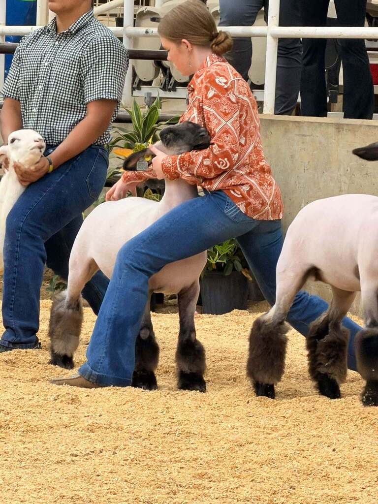 Westside FFA Show Team member Cali Kirby brought home some well-earned ribbons with her lambs at the Delta Fair in Memphis on Saturday! Cali competed in Senior Showmanship, placed 1st and 2nd in her market classes, and earned an impressive 3rd place in Division 1! Congratulations, Cali, on your hard work and accomplishments! Way to represent Westside FFA! ❤️🤍