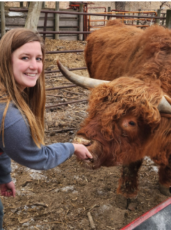 KS Cow