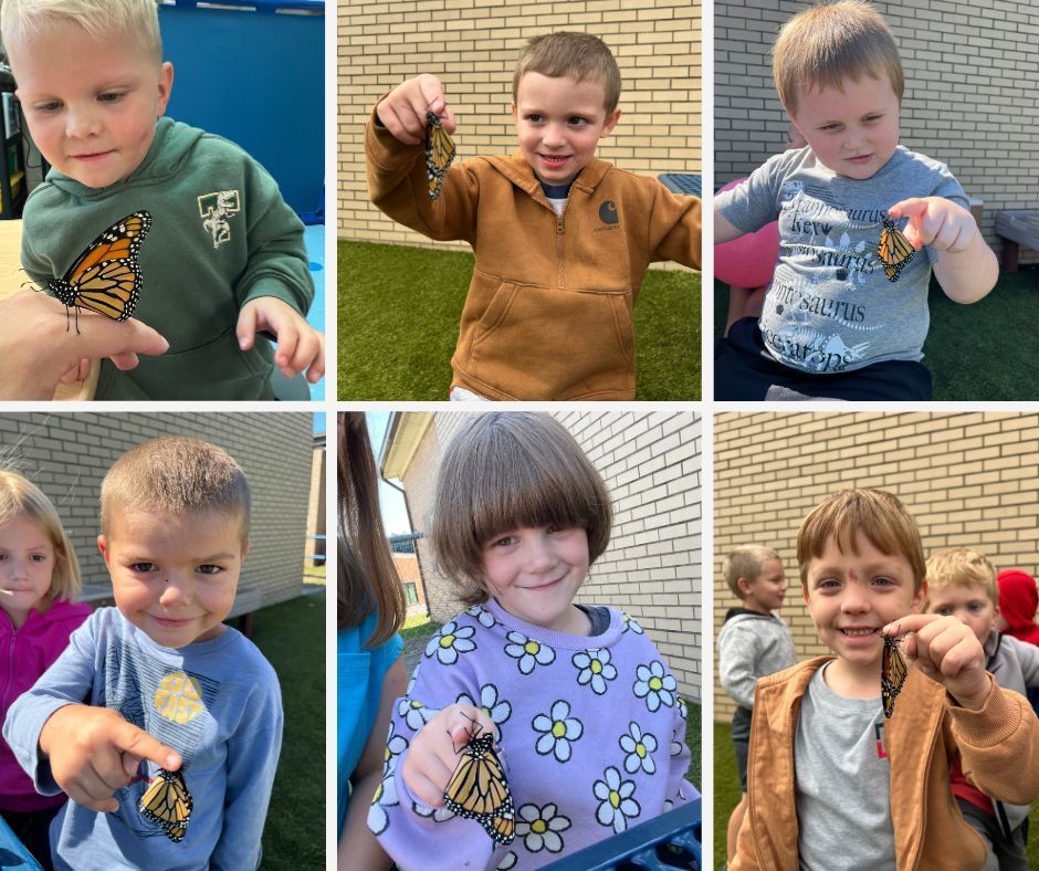 Miss Amber's Pre-K class has been watching the life cycle of monarchs in their classroom.  They have watched tiny caterpillars grow big and form chrysalises and now they're getting to watch the wonder of butterflies emerging! They've released a few fluttering friends and are waiting for more to emerge and head for Mexico!