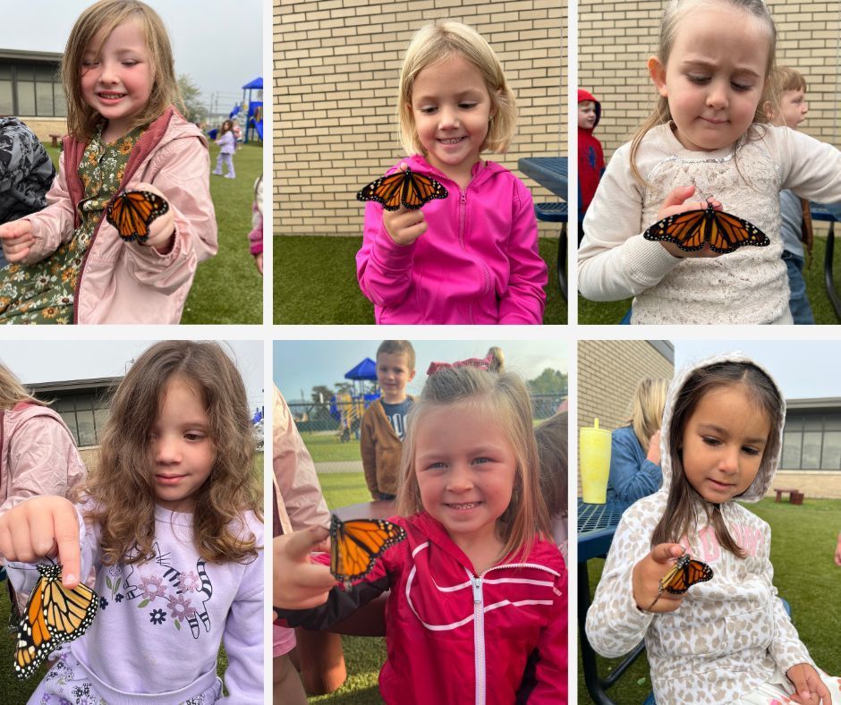 Miss Amber's Pre-K class has been watching the life cycle of monarchs in their classroom.  They have watched tiny caterpillars grow big and form chrysalises and now they're getting to watch the wonder of butterflies emerging! They've released a few fluttering friends and are waiting for more to emerge and head for Mexico!