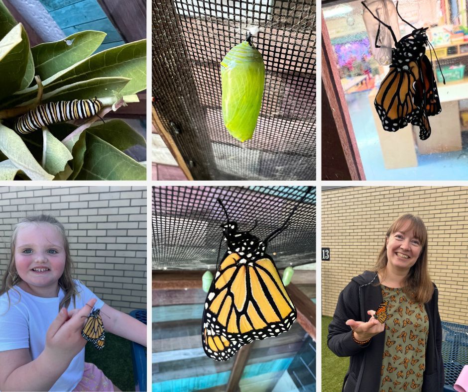 Miss Amber's Pre-K class has been watching the life cycle of monarchs in their classroom.  They have watched tiny caterpillars grow big and form chrysalises and now they're getting to watch the wonder of butterflies emerging! They've released a few fluttering friends and are waiting for more to emerge and head for Mexico!