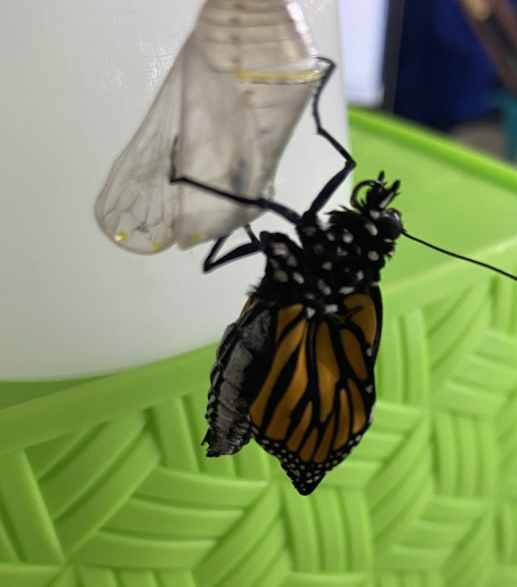 butterfly