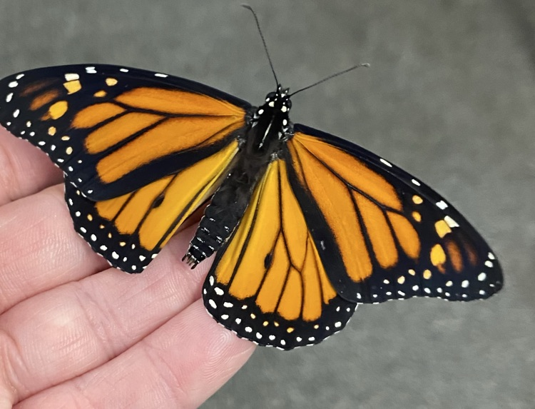 butterfly