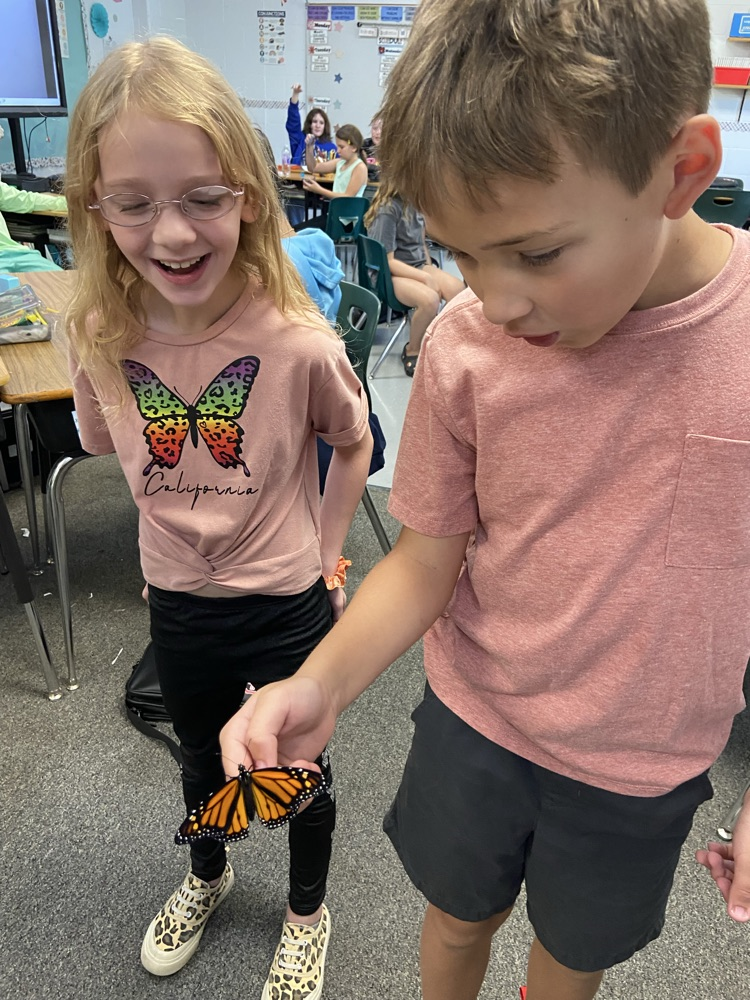 butterfly