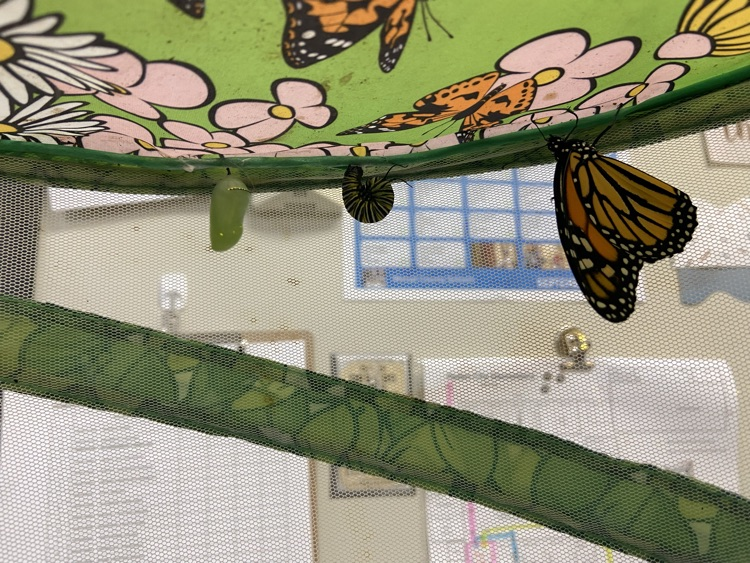butterfly