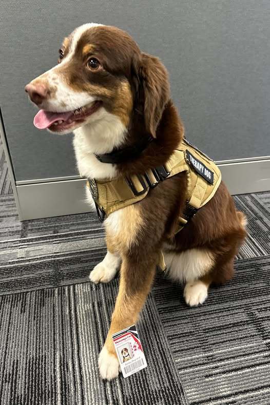 Bailey on Picture Day