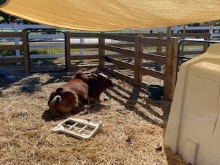 Cow