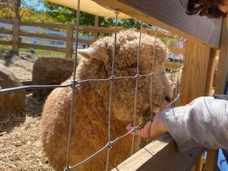 Sheep