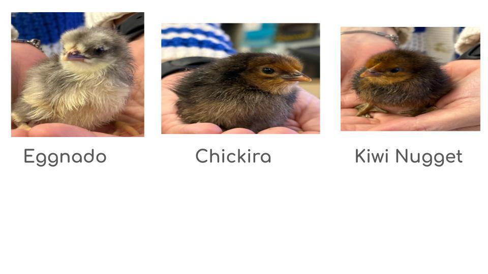 chicks 