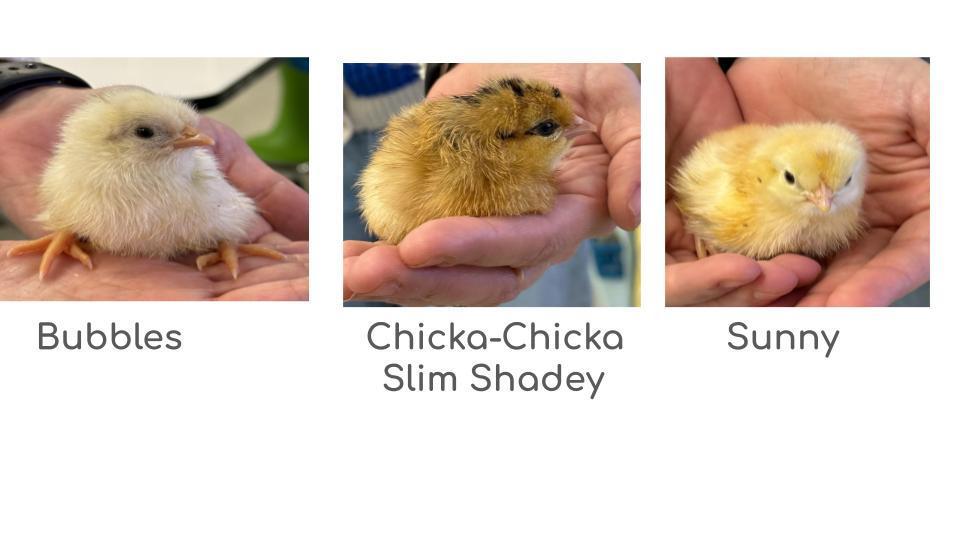 chicks 