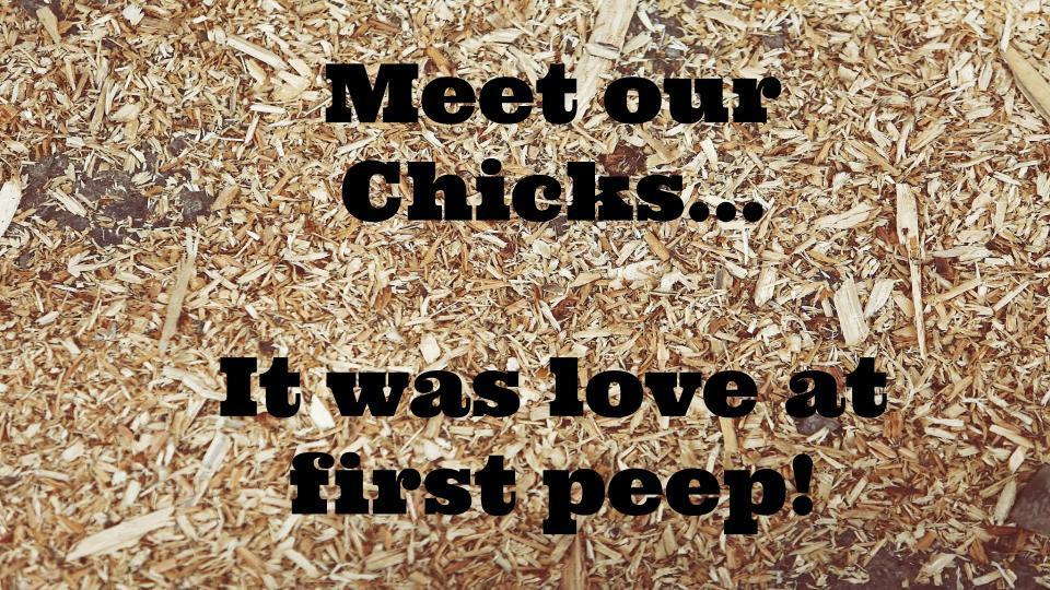 meet our chicks