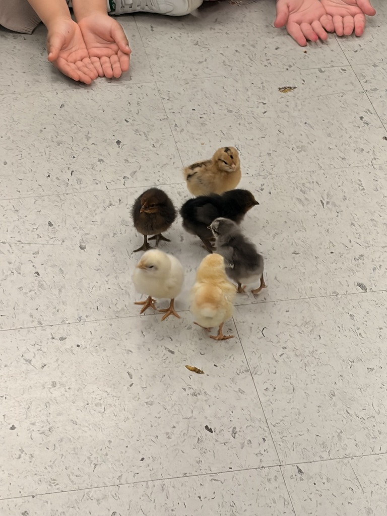 chicks 