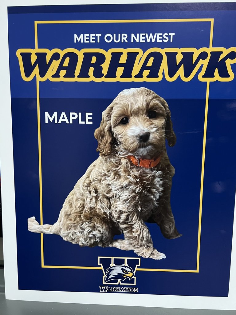 Maple the Therapy Dog