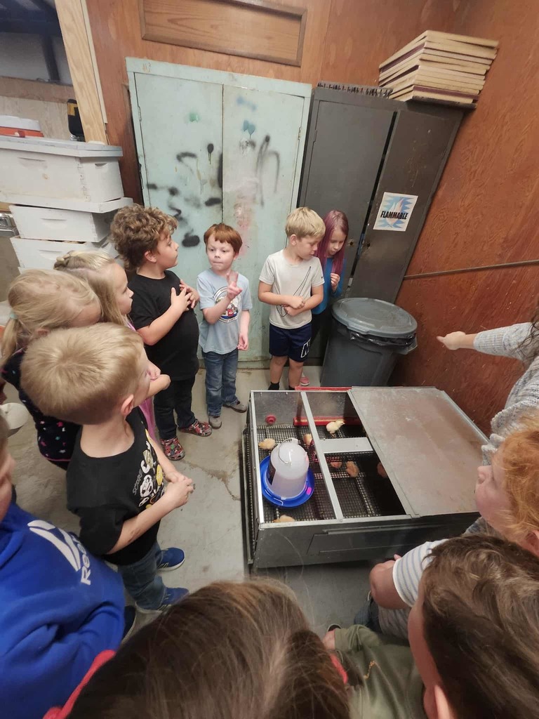 🐥🐾 Collaboration in Action at WCC! 🐾🐥  We love seeing two of our very own programs—WCC FFA and the WCC Bear Necessities After School Program—come together to create exciting, hands-on learning experiences for our students!  This week, our amazing FFA members partnered with the After School Program to give 1st-grade students the opportunity to explore the life cycle of baby chicks 🐣. From observing to asking questions, our young learners were fully engaged in real-world science in action!  👏 A huge thank you to our FFA students and sponsors for sharing their time and knowledge. When WCC programs work together, students grow, explore, and thrive! 🌱📚  #WCCBears #BearNecessities #WCCFFA #GrowingFutureLeaders #HandsOnLearning #ChickLifeCycle #StrongerTogether 🐻💛🐣