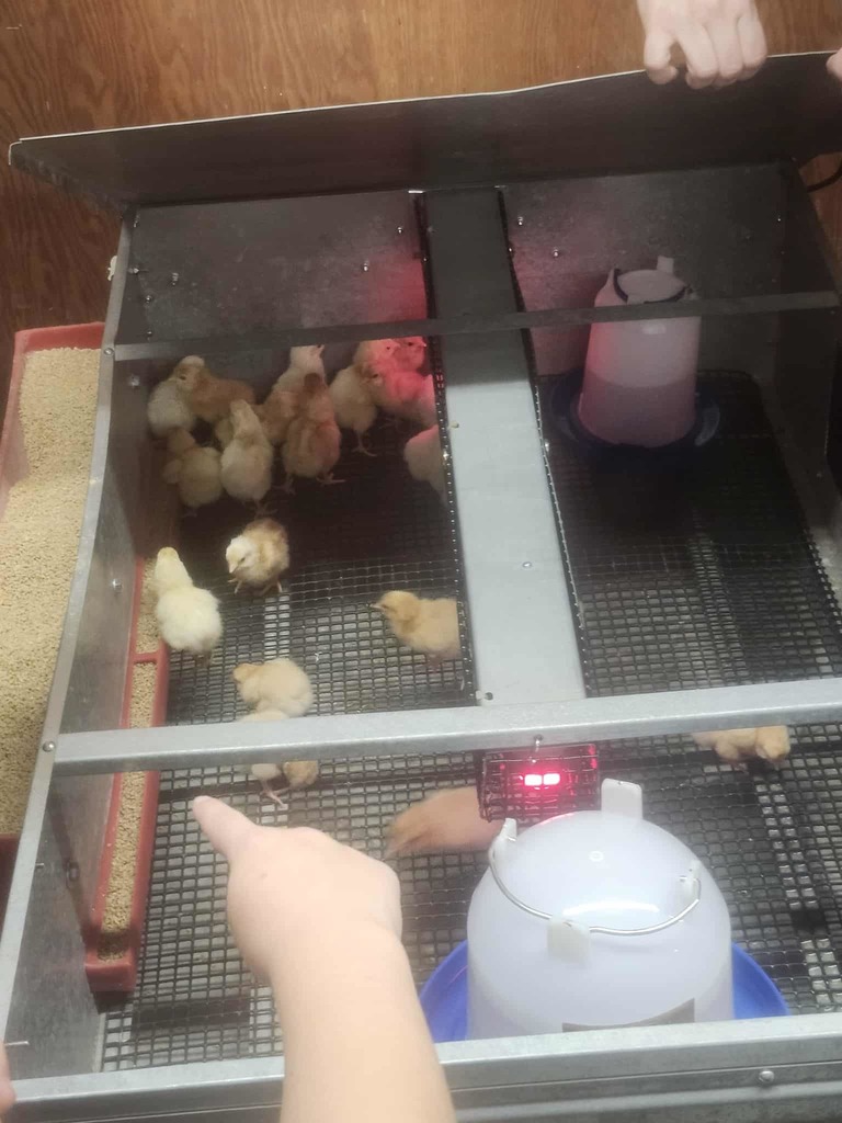 🐥🐾 Collaboration in Action at WCC! 🐾🐥  We love seeing two of our very own programs—WCC FFA and the WCC Bear Necessities After School Program—come together to create exciting, hands-on learning experiences for our students!  This week, our amazing FFA members partnered with the After School Program to give 1st-grade students the opportunity to explore the life cycle of baby chicks 🐣. From observing to asking questions, our young learners were fully engaged in real-world science in action!  👏 A huge thank you to our FFA students and sponsors for sharing their time and knowledge. When WCC programs work together, students grow, explore, and thrive! 🌱📚  #WCCBears #BearNecessities #WCCFFA #GrowingFutureLeaders #HandsOnLearning #ChickLifeCycle #StrongerTogether 🐻💛🐣