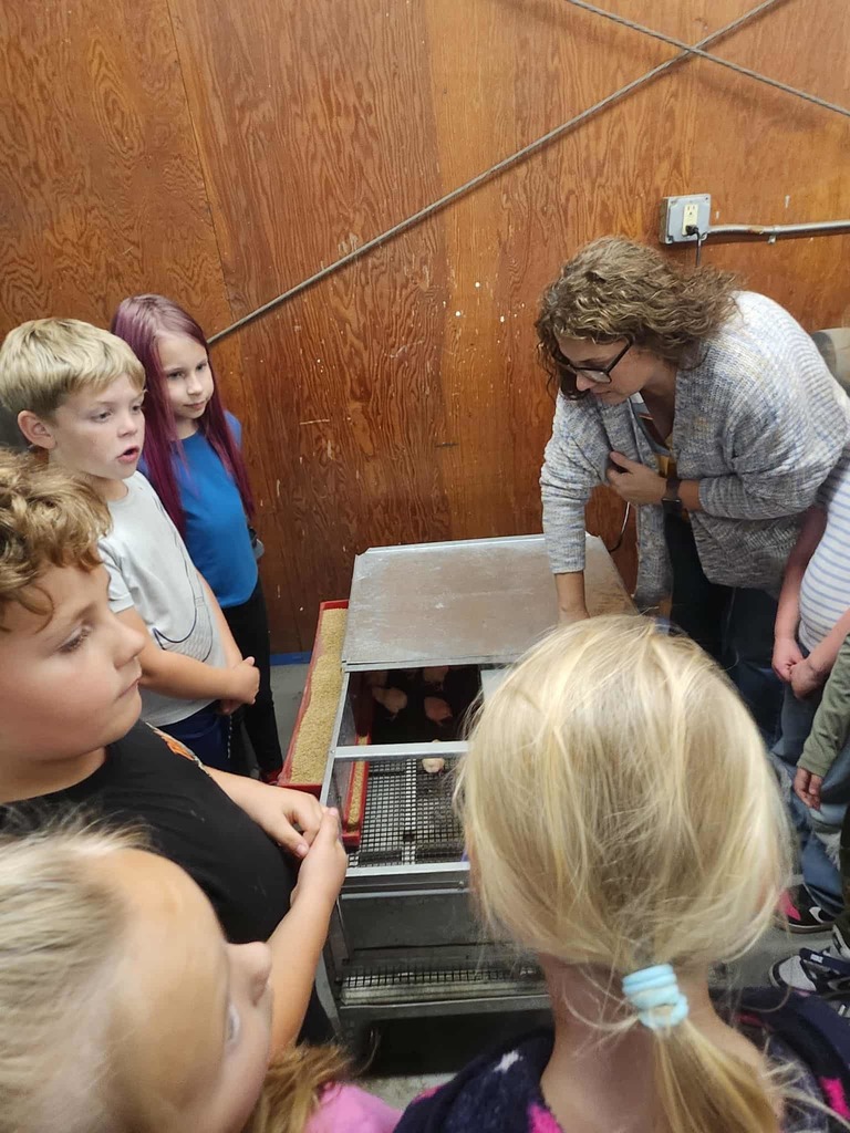 🐥🐾 Collaboration in Action at WCC! 🐾🐥  We love seeing two of our very own programs—WCC FFA and the WCC Bear Necessities After School Program—come together to create exciting, hands-on learning experiences for our students!  This week, our amazing FFA members partnered with the After School Program to give 1st-grade students the opportunity to explore the life cycle of baby chicks 🐣. From observing to asking questions, our young learners were fully engaged in real-world science in action!  👏 A huge thank you to our FFA students and sponsors for sharing their time and knowledge. When WCC programs work together, students grow, explore, and thrive! 🌱📚  #WCCBears #BearNecessities #WCCFFA #GrowingFutureLeaders #HandsOnLearning #ChickLifeCycle #StrongerTogether 🐻💛🐣