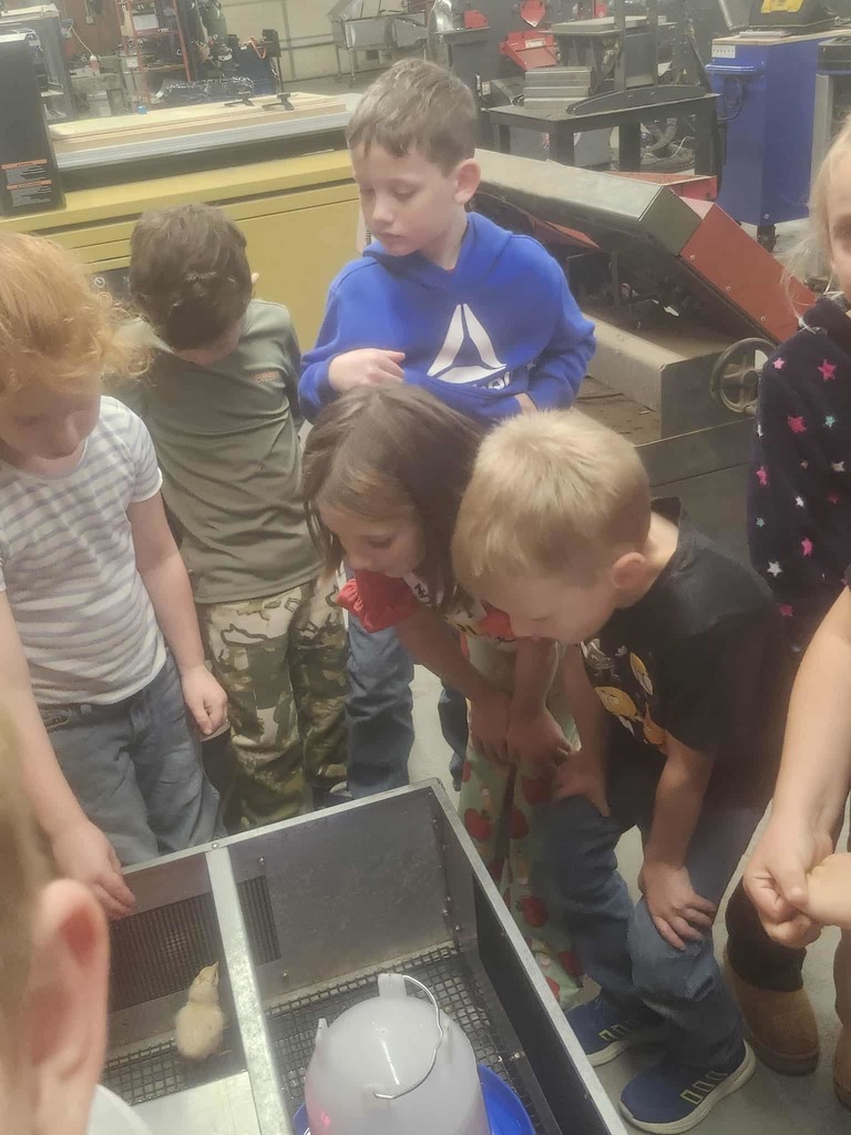 🐥🐾 Collaboration in Action at WCC! 🐾🐥  We love seeing two of our very own programs—WCC FFA and the WCC Bear Necessities After School Program—come together to create exciting, hands-on learning experiences for our students!  This week, our amazing FFA members partnered with the After School Program to give 1st-grade students the opportunity to explore the life cycle of baby chicks 🐣. From observing to asking questions, our young learners were fully engaged in real-world science in action!  👏 A huge thank you to our FFA students and sponsors for sharing their time and knowledge. When WCC programs work together, students grow, explore, and thrive! 🌱📚  #WCCBears #BearNecessities #WCCFFA #GrowingFutureLeaders #HandsOnLearning #ChickLifeCycle #StrongerTogether 🐻💛🐣