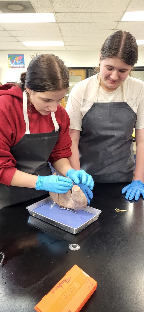 Pig Dissection 