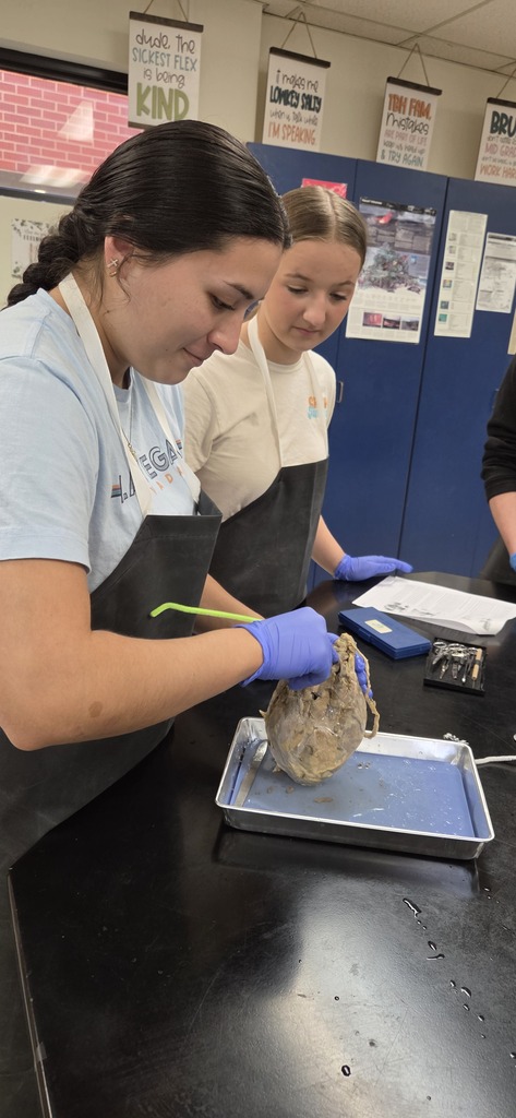 Mrs. Henslee's Human Anatomy classes recently dissected sheep hearts.
