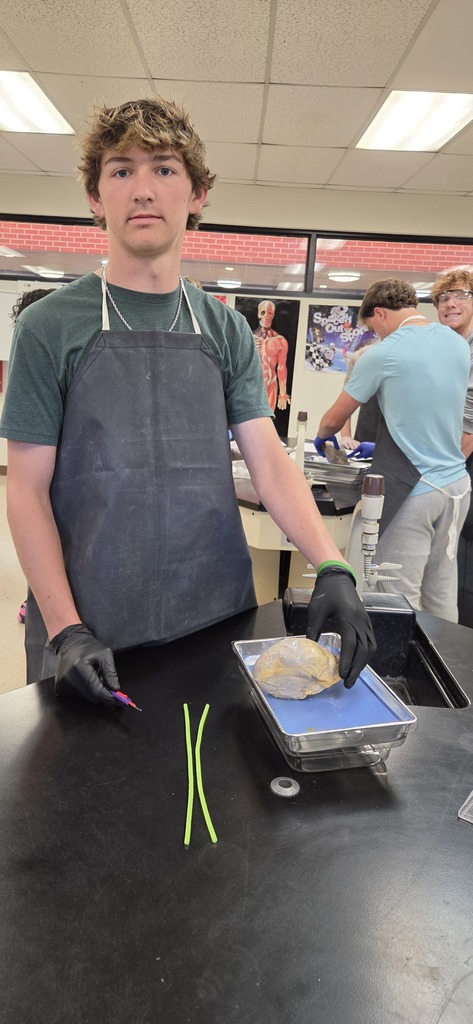 Mrs. Henslee's Human Anatomy classes recently dissected sheep hearts.