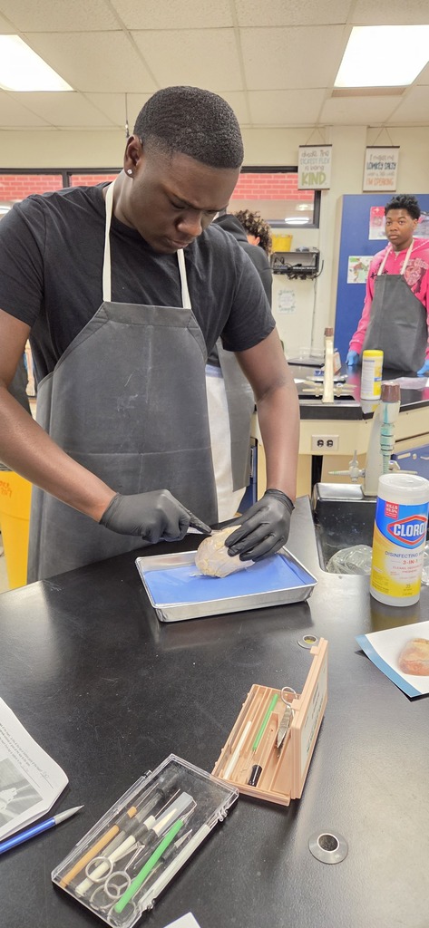 Mrs. Henslee's Human Anatomy classes recently dissected sheep hearts.
