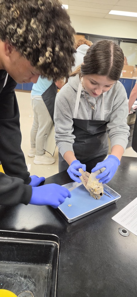 Mrs. Henslee's Human Anatomy classes recently dissected sheep hearts.