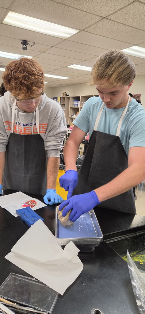 Mrs. Henslee's Human Anatomy classes recently dissected sheep hearts.