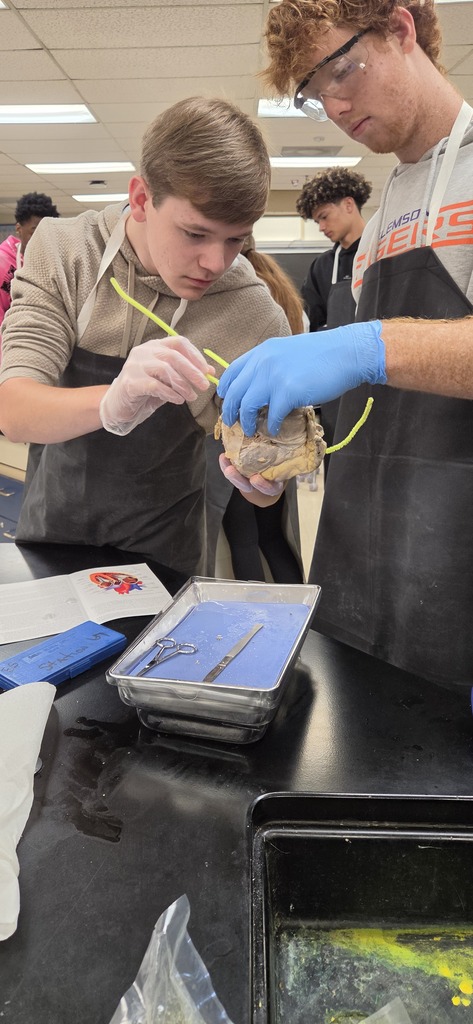 Mrs. Henslee's Human Anatomy classes recently dissected sheep hearts.