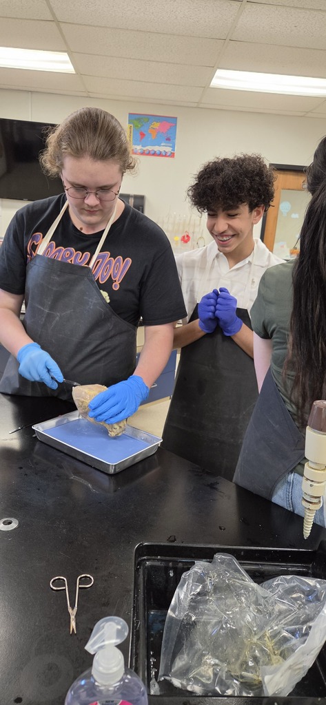Mrs. Henslee's Human Anatomy classes recently dissected sheep hearts.
