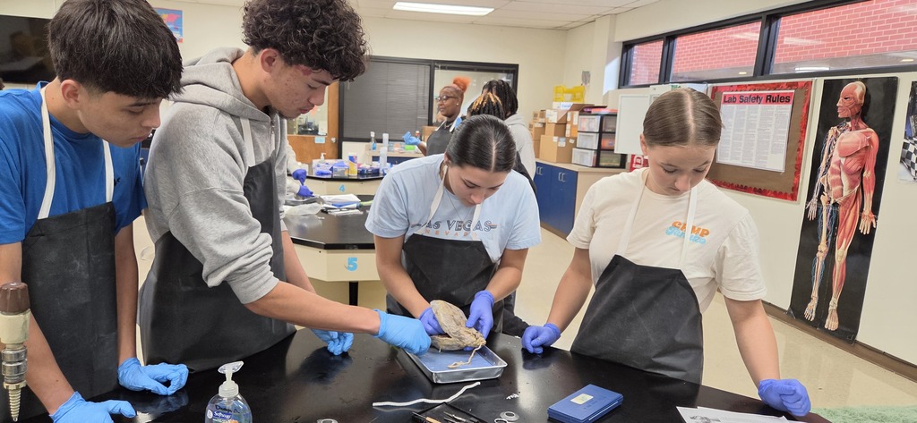 Mrs. Henslee's Human Anatomy classes recently dissected sheep hearts.