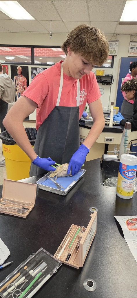 Mrs. Henslee's Human Anatomy classes recently dissected sheep hearts.