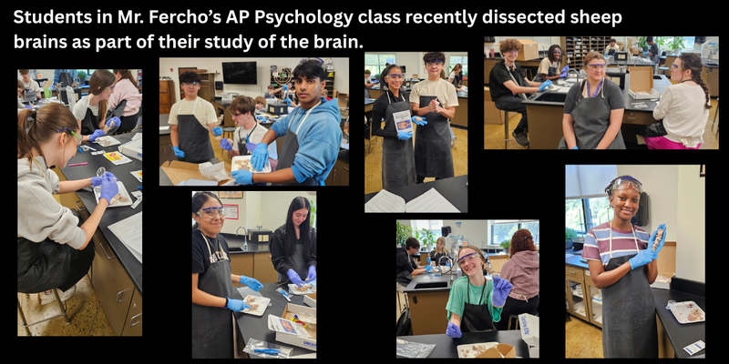 AP Psych Students dissect sheep brains.