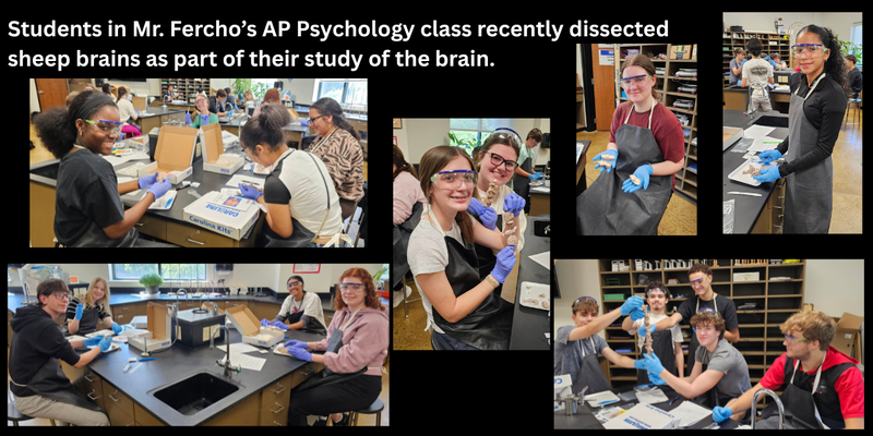 AP Psych Students dissect sheep brains.