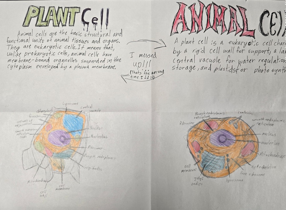 Plant and Animal Cells
