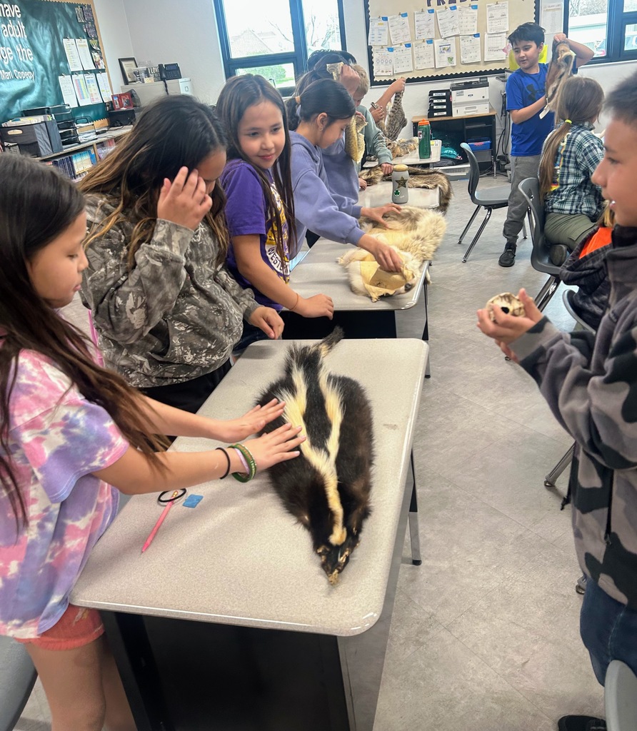 Touching  a Skunk Pelt