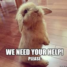 Cute Bunny