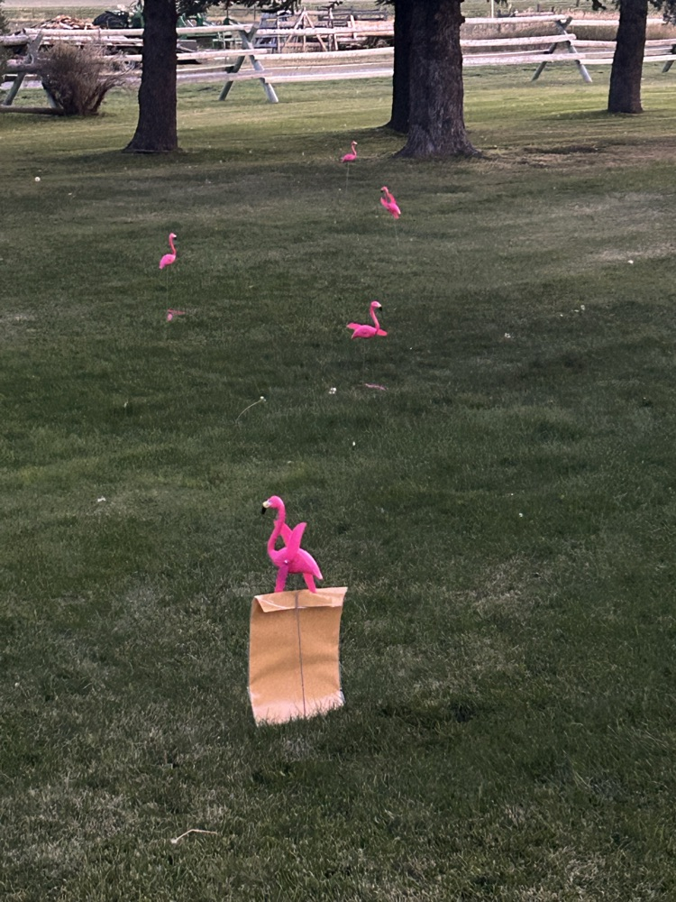 Flamingo flock