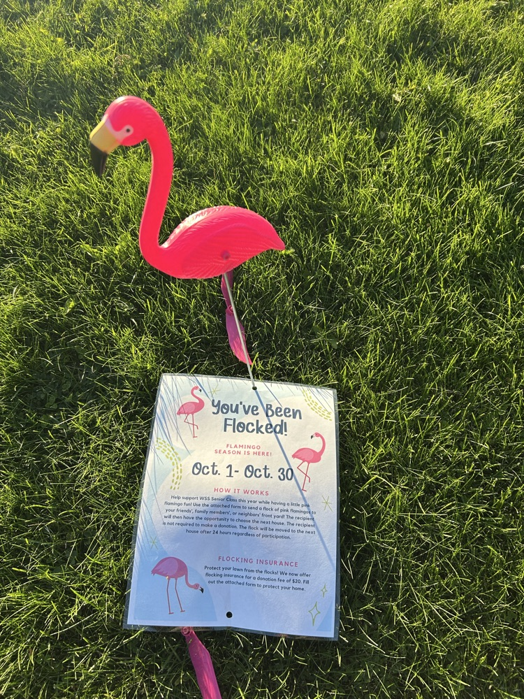 Flamingos