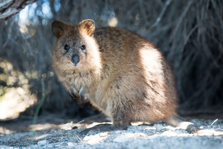 quokka