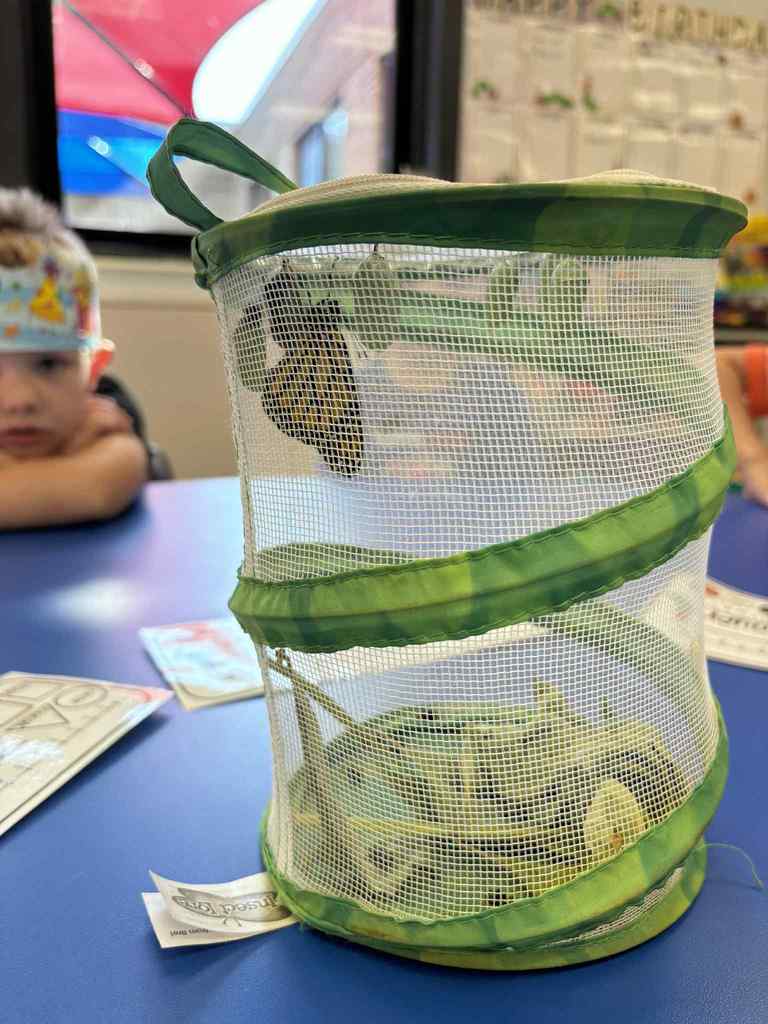 WCS Butterfly Release 2025