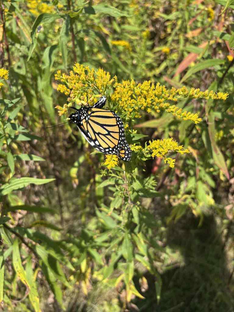WCS PreK Butterfly Release 2025