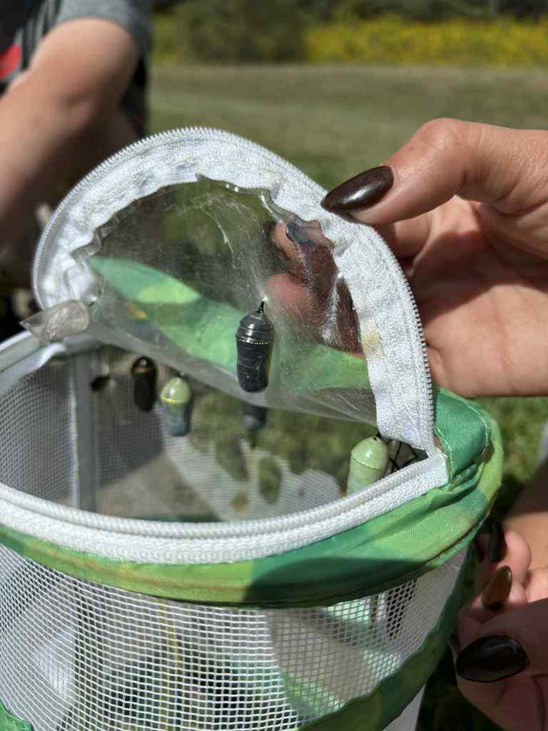 WCS PreK Butterfly Release 2025