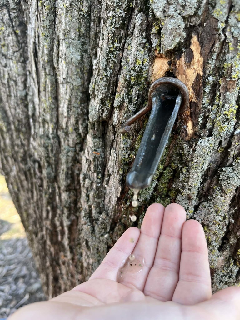 WCS Outdoor Education 2026