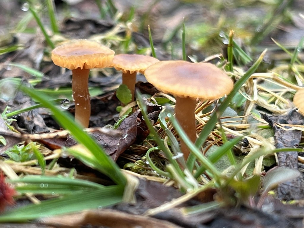 WCS Outdoor Education 2026