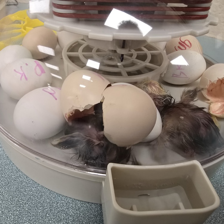agriscience chickens