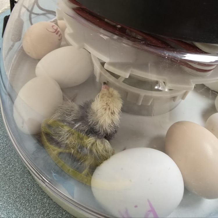 agriscience chickens