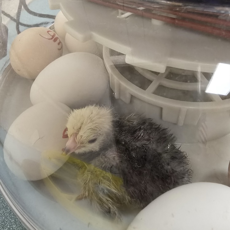 agriscience chickens