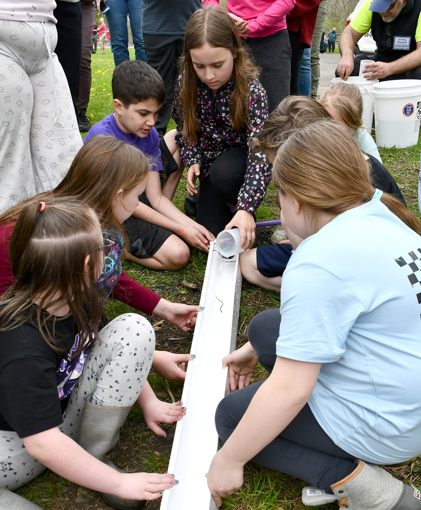 A girl tips an eel out of a plastic cup into a chute to release it into the river at Durkee Park, Homer, New York.