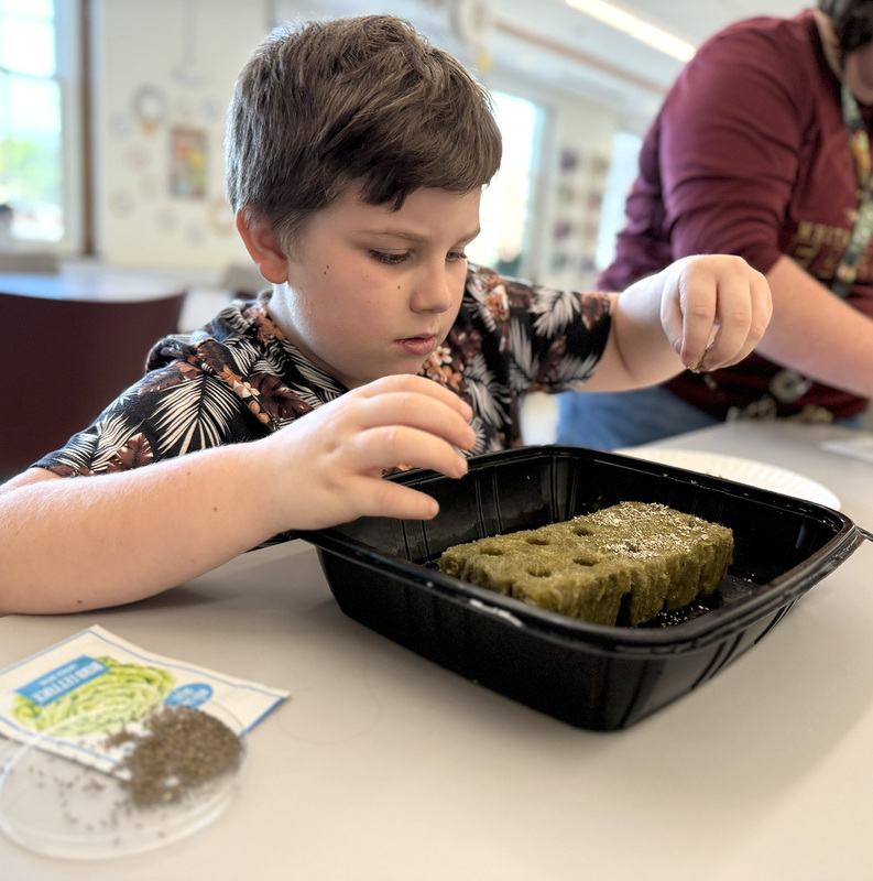A fourth grader sprinkles lettuce or kale seeds over a growing brick.