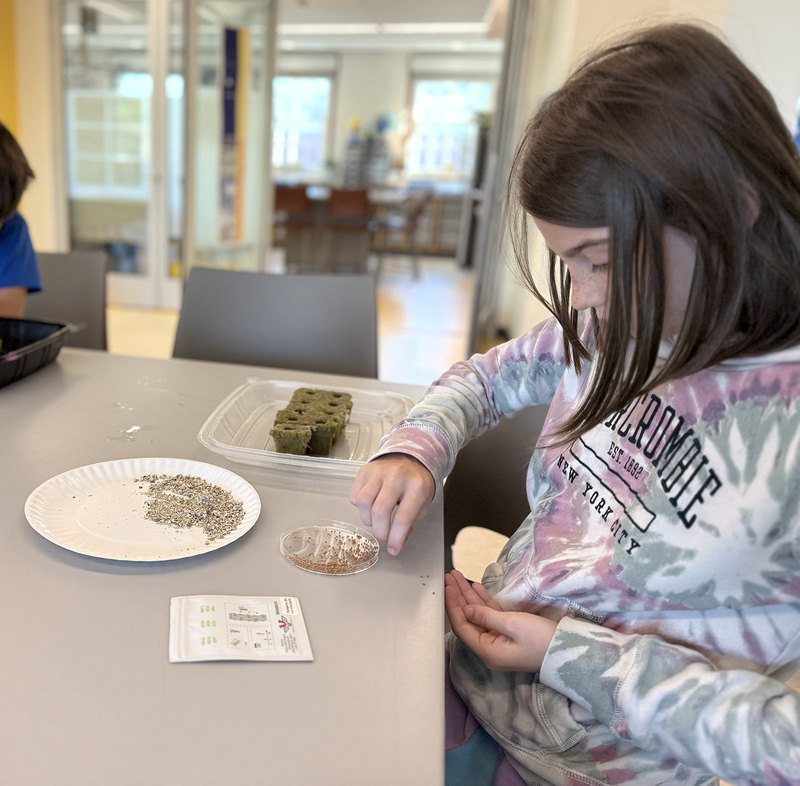 A T R A collects lettuce or kale seeds for planting.